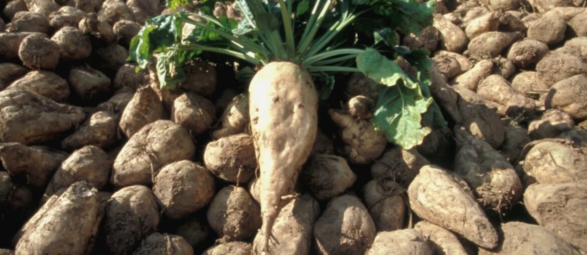 French food products that made history: slavery, sugar, chocolate...