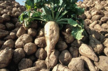 French food products that made history: slavery, sugar, chocolate...