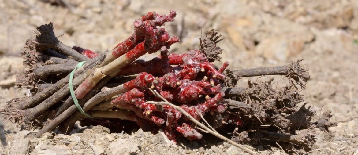 Plantation de grenache avec Bernard@estabel