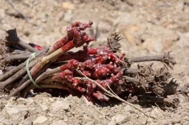 Plantation de grenache avec Bernard@estabel