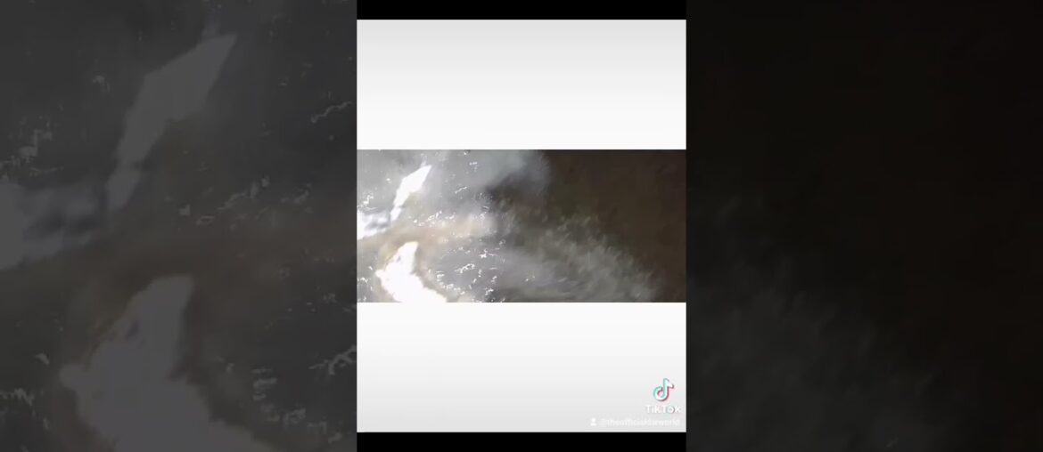 French Fried Shrimp recipe #prawns #foryou #shrimp #seafood