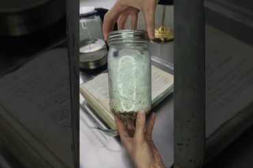 Growing Mushrooms on Books