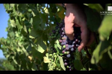 Louis Bernard Winery in Gigondas