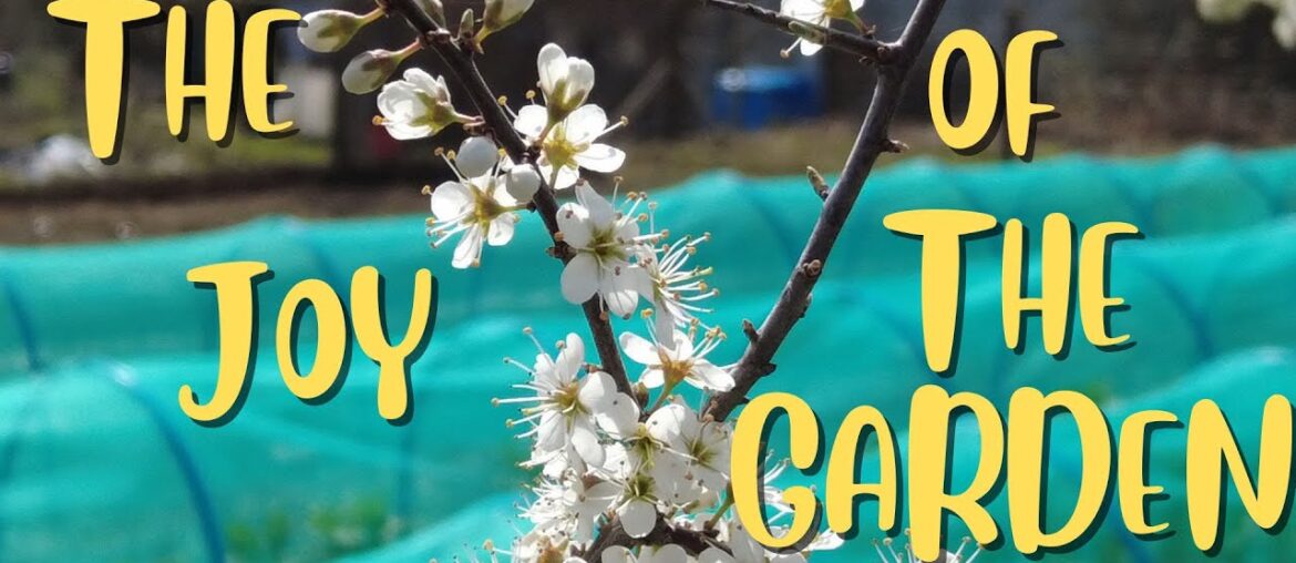 Ep 19. THE JOY OF THE GARDEN #frenchfarmhouse #nodiggardening #regenerativegardening Ep 19. THE JOY OF THE GARDEN #frenchfarmhouse #nodiggardening #regenerativegardening