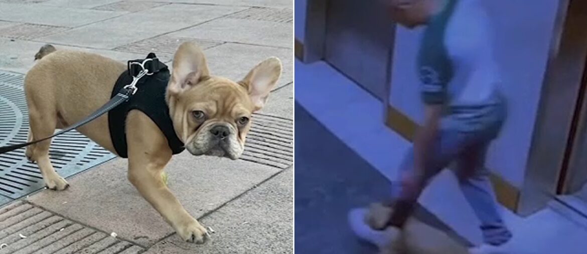 Food delivery driver steals French bulldog from DTLA apartment complex
