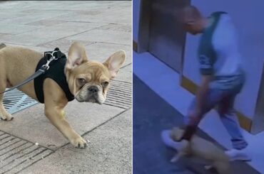 Food delivery driver steals French bulldog from DTLA apartment complex