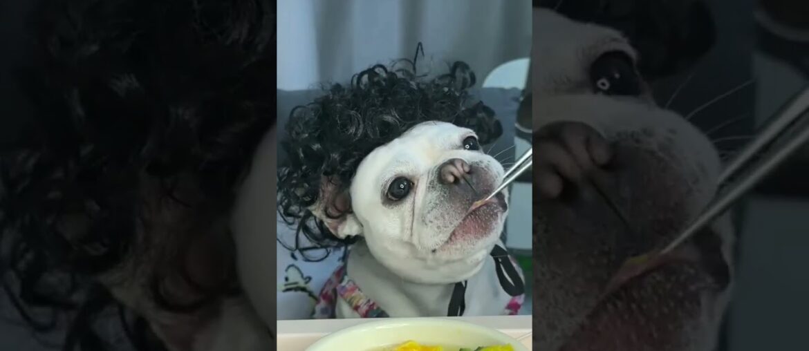 French Bulldog Family Eating Food ASMR