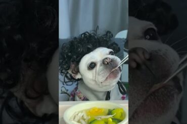 French Bulldog Family Eating Food ASMR