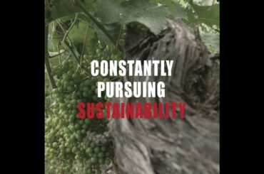 Barton & Guestier B&G Bordeaux Blanc / French white wine / BG