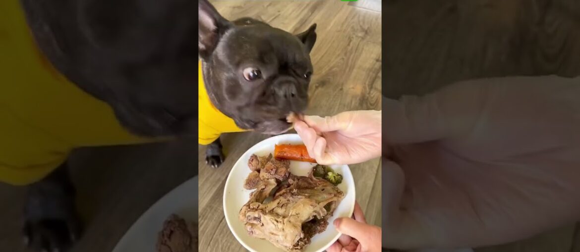 Tasting chicken organs for the first time #dogfood #homemadefood #frenchie Tasting chicken organs for the first time #dogfood #homemadefood #frenchie