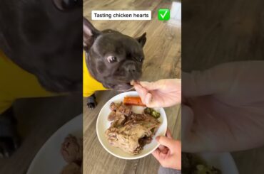 Tasting chicken organs for the first time #dogfood #homemadefood #frenchie