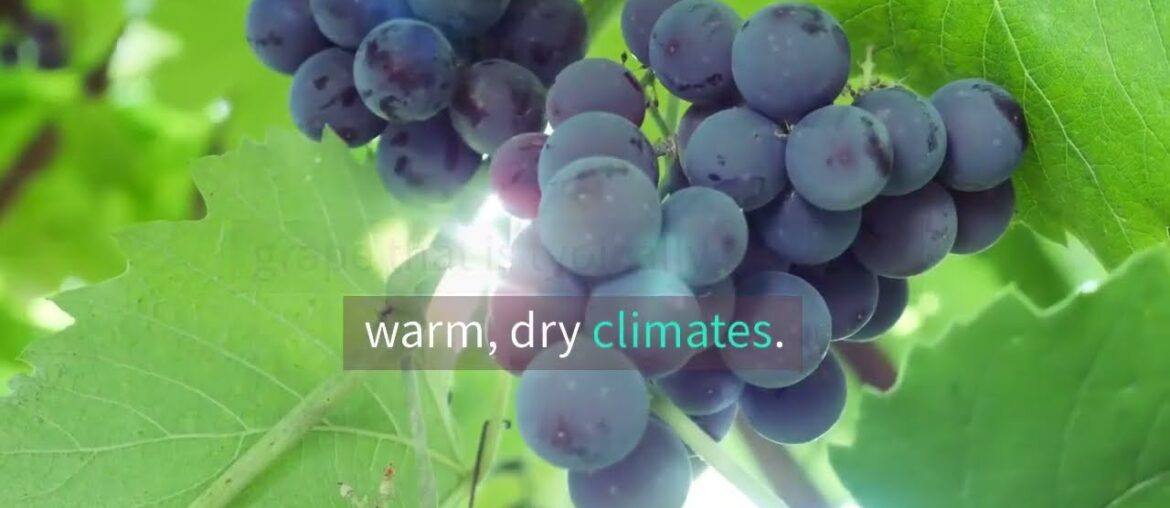 Wine Tasting with Petit Verdot: Discovering the Grape's Signature Notes Wine Tasting with Petit Verdot: Discovering the Grape's Signature Notes