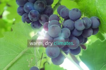 Wine Tasting with Petit Verdot: Discovering the Grape's Signature Notes