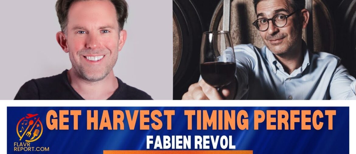 France's Wine Harvest – Domaine de Brau explains the Annual Challenges and Their Methods France's Wine Harvest - Domaine de Brau explains the Annual Challenges and Their Methods