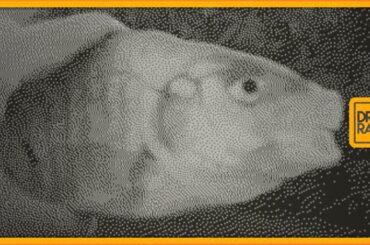 Playdate Mini Game Roundup #8 - French Art De Vivre, Colonoscopy 2.0, Killer Fish and Crank-olf