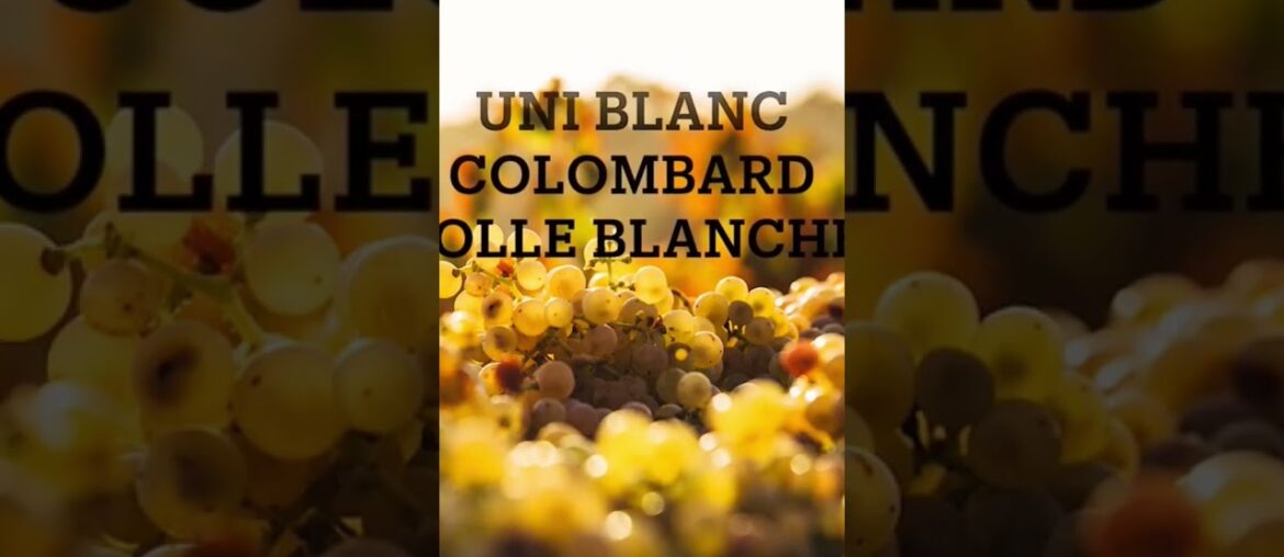 Cognac basics #cognacbasics