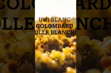 Cognac basics #cognacbasics