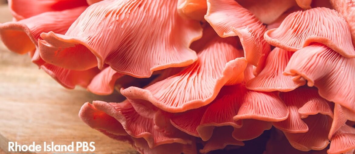 A lesson on edible fungi | My Take A lesson on edible fungi | My Take