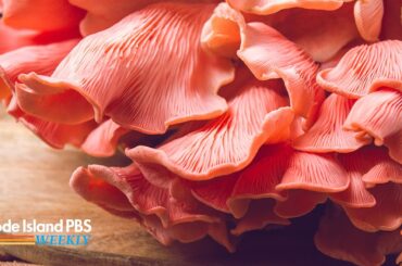 A lesson on edible fungi | My Take