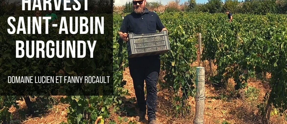 Making Wine in Saint-Aubin, Burgundy Making Wine in Saint-Aubin, Burgundy