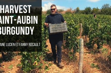Making Wine in Saint-Aubin, Burgundy