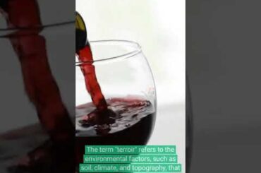 5 Facts About Wine #shorts #factshorts