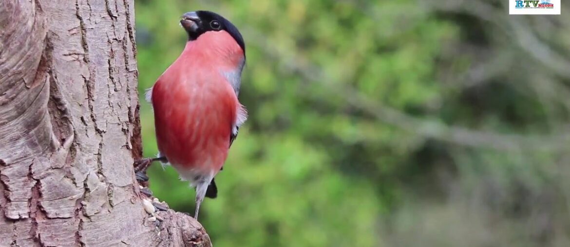 Plus Haut que les Etoiles: Semaine de l'Esprit de Prophetie sur MEODH Plus Haut que les Etoiles: Semaine de l'Esprit de Prophetie sur MEODH