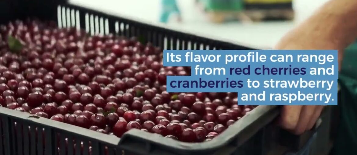 The Best Wines For Beginners