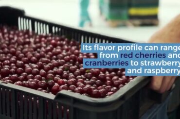 The Best Wines For Beginners