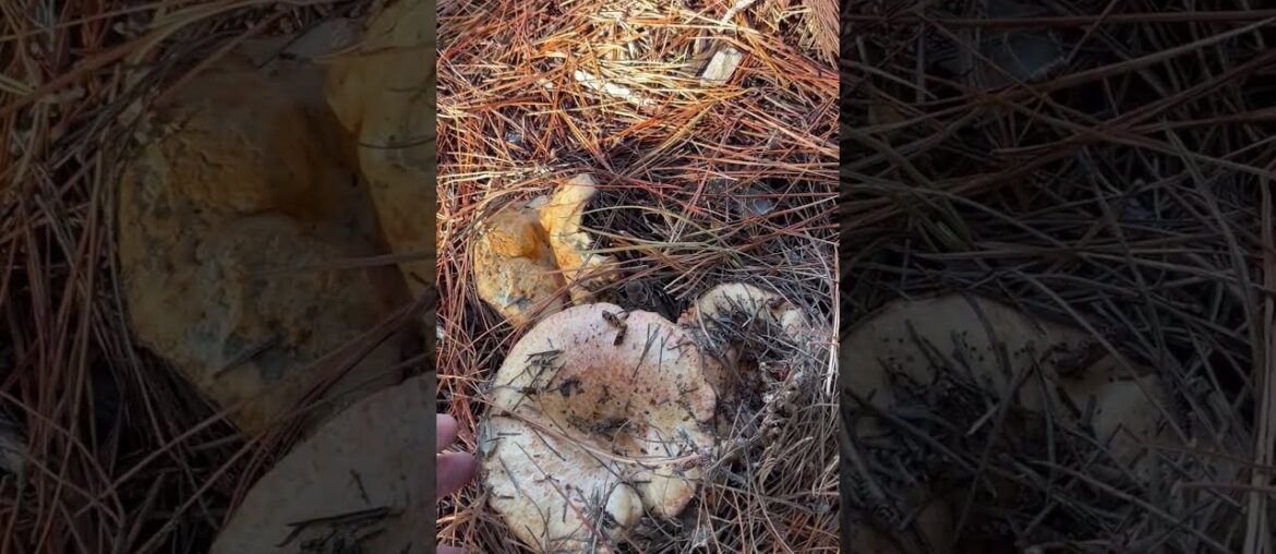 Scrumptious Saffron Milk Caps Like to Eat Again and Again, It's No. 1 Mushroom in Spain#mushroom Scrumptious Saffron Milk Caps Like to Eat Again and Again, It's No. 1 Mushroom in Spain#mushroom