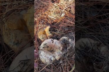 Scrumptious Saffron Milk Caps Like to Eat Again and Again, It's No.  1 Mushroom in Spain#mushroom