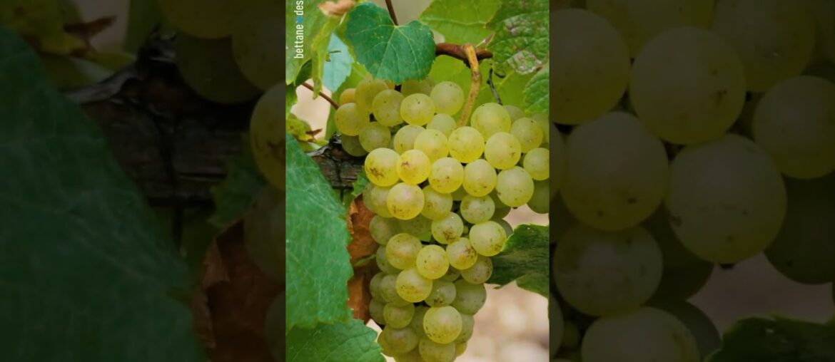 Wine Reels of the day : Domaine de Baronarques, Grand Vin Blanc,  2020, Limoux