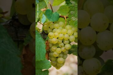 Wine Reels of the day : Domaine de Baronarques, Grand Vin Blanc,  2020, Limoux