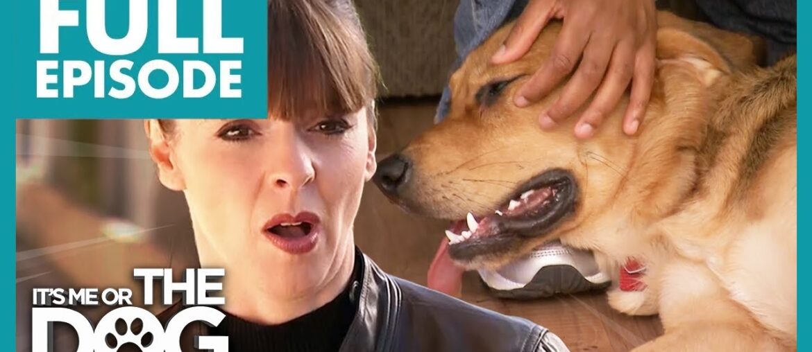 Uncontrollable Puppy Loves Rough Play with Owner | Full Episode USA | It's Me or The Dog Uncontrollable Puppy Loves Rough Play with Owner | Full Episode USA | It's Me or The Dog