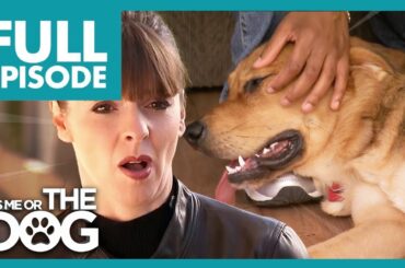 Uncontrollable Puppy Loves Rough Play with Owner | Full Episode USA | It's Me or The Dog
