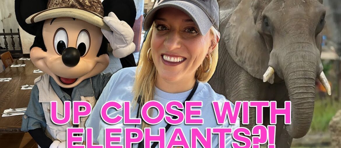 DISNEY WORLD HIDDEN GEMS: Elephant Tour & Tusker House Dining | Animal Kingdom, Caring For Giants