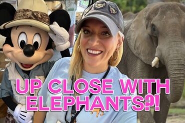 DISNEY WORLD HIDDEN GEMS: Elephant Tour & Tusker House Dining | Animal Kingdom, Caring For Giants