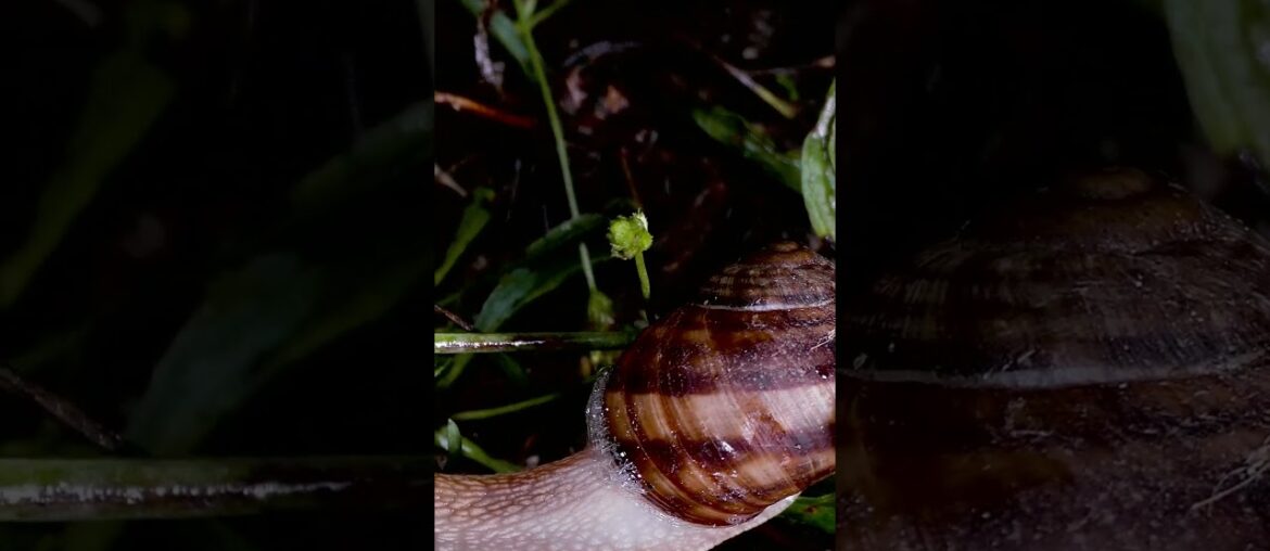 BEAUTIFUL BURGUNDY SNAIL IN FOREST BEAUTIFUL BURGUNDY SNAIL IN FOREST