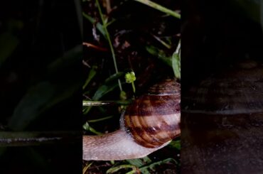 BEAUTIFUL BURGUNDY SNAIL IN FOREST