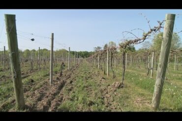 May frost damages some Northeast Ohio wine crops