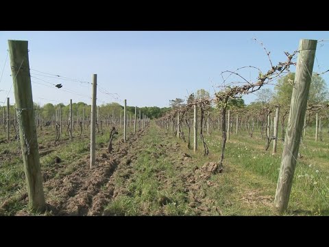 May frost damages some Northeast Ohio wine crops May frost damages some Northeast Ohio wine crops