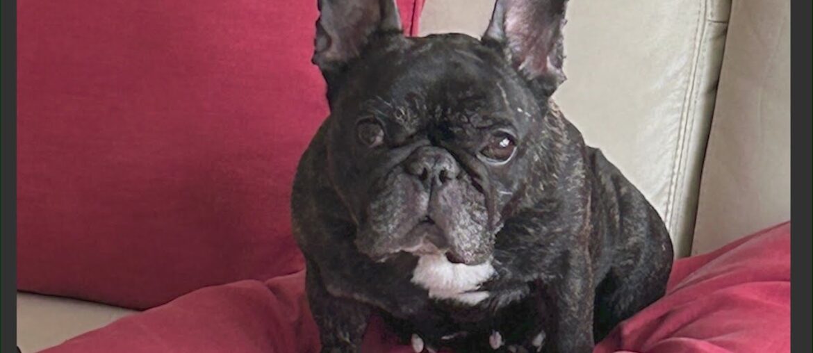 Chicago woman injured as French bulldog is stolen at gunpoint