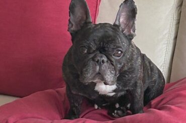 Chicago woman injured as French bulldog is stolen at gunpoint