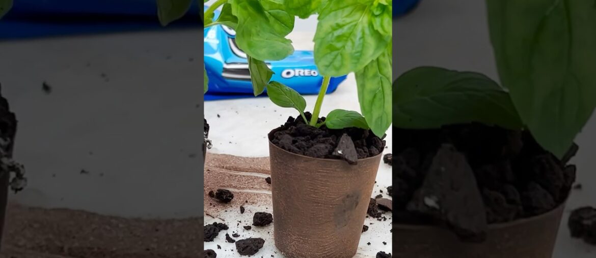 Mini Edible Plant Pots