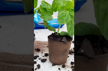 Mini Edible Plant Pots