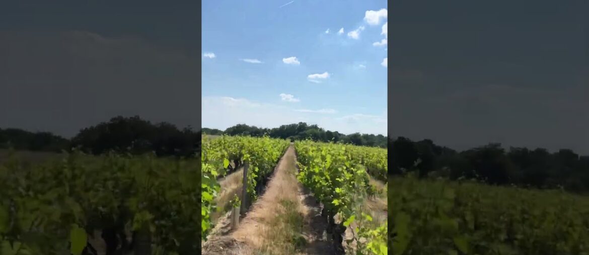 Where is the wine? French countryside #shorts