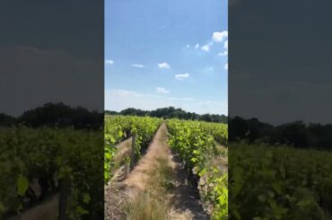 Where is the wine? French countryside #shorts