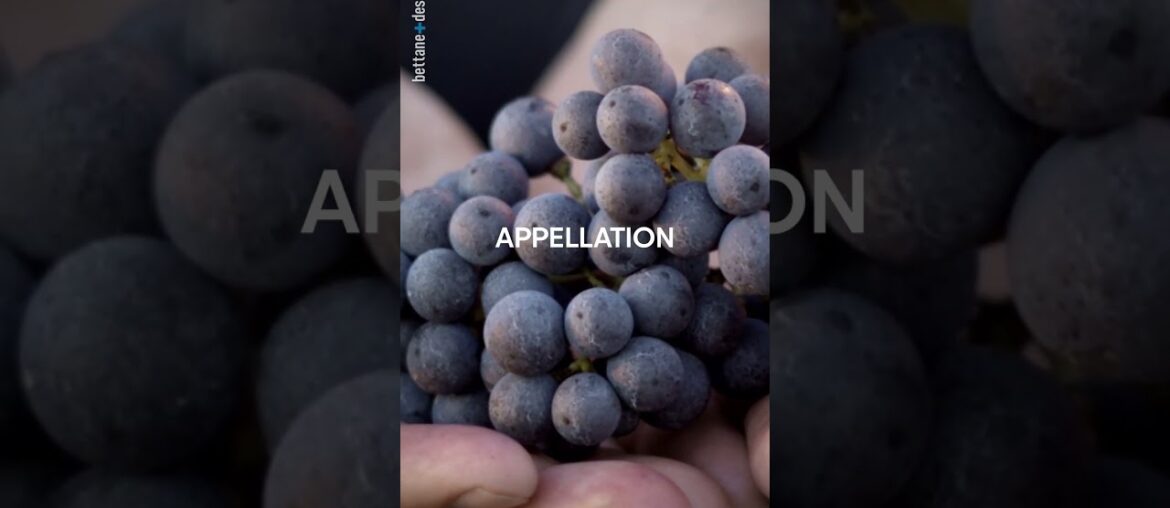 Wine Reels of the Day : Maison Champy, Clos de Bully 2020, Pernand-Vergelesses