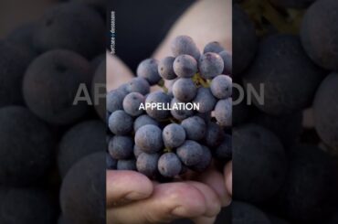 Wine Reels of the Day : Maison Champy, Clos de Bully 2020, Pernand-Vergelesses