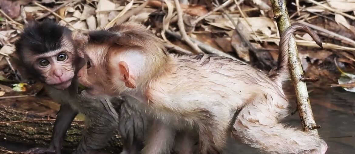 Go! go! go! Rambo monkey runs to get food, runs to race with France Go! go! go! Rambo monkey runs to get food, runs to race with France